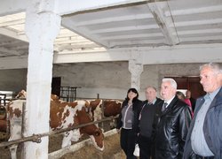 Стратегічні напрями розвитку молочного скотарства