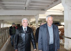 Стратегічні напрями розвитку молочного скотарства