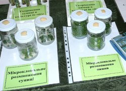 Міжнародна наукова конференція  «Генетика і селекція: досягнення та проблеми»