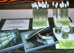 Міжнародна наукова конференція  «Генетика і селекція: досягнення та проблеми»