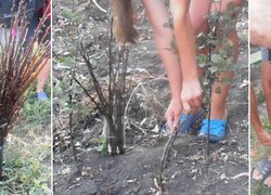Короткочасне зберігання живців сорту на краю поля (ліворуч)  та варіанти знаходження їх біля окулірувальника (в центрі та праворуч)