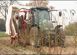 Саджанці викопують комбайном бельгійського виробництва