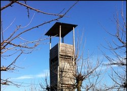 Птахів з черешневого саду відлякують петардами з імпровізованої вежі