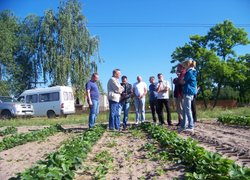Дискусія в маточнику розсади суниць фірми Hortplant