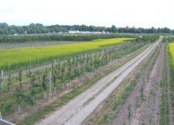 Гірчиця на місці розкорчованих ділянок дослідного саду