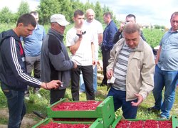 Так фасують малину у господарстві Лешка Якубка (третій зліва) для експорту в країни Скандинавії