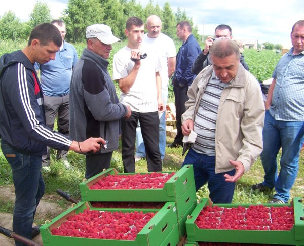 Так фасують малину у господарстві Лешка Якубка (третій зліва) для експорту в країни Скандинавії