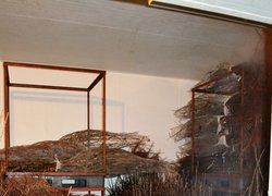 Зберігання саджанців з відкритою кореневою системою