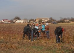 Дефоліація саджанців