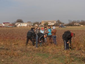 Дефоліація саджанців