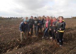 Техніку вибирання однорічних саджанців яблуні після викопувального агрегату демонструє старший викладач Роман Буцик