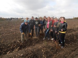 Техніку вибирання однорічних саджанців яблуні після викопувального агрегату демонструє старший викладач Роман Буцик