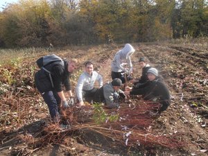 Студенти 32-П і 31-Зр на пакування і етикетуванні саджанців