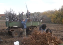 Завантажування саджанців на тракторний причеп для транспортування до місця зберігання