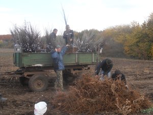 Завантажування саджанців на тракторний причеп для транспортування до місця зберігання