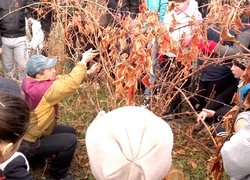 Особливостям попереднього обрізування винограду навчає доцент Віталій Манзій