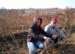 Перші самостійні кроки з обрізування кущів винограду