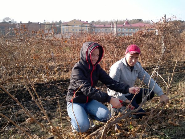 Перші самостійні кроки з обрізування кущів винограду