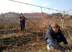 Збагачення досвіду під час практики з обрізування винограду в Уманському НУС