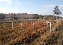 Збагачення досвіду під час практики з обрізування винограду в Уманському НУС