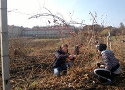 Збагачення досвіду під час практики з обрізування винограду в Уманському НУС