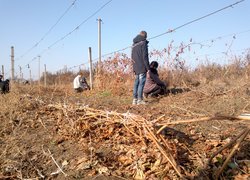 Збагачення досвіду під час практики з обрізування винограду в Уманському НУС