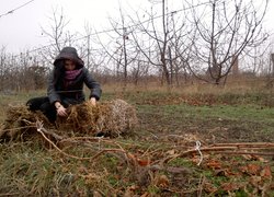 Збагачення досвіду під час практики з обрізування винограду в Уманському НУС