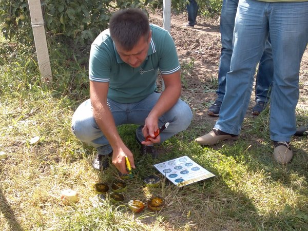 Майстер-клас з визначення строку збирання плодів від Ігоря Копачинського