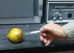 Відбір проби з насіннєвої камери плоду для газохроматографічного аналізу
