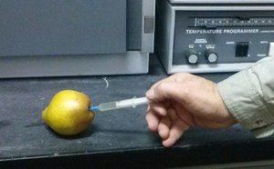 Відбір проби з насіннєвої камери плоду для газохроматографічного аналізу