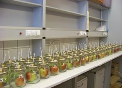 Зразки яблук підготовлено для визначення етилену