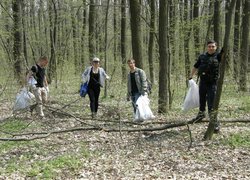 Впорядкування території Білогрудівського лісу