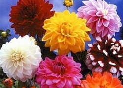 Квіти в житті доцента кафедри декоративного садівництва Уманського СГІ М.І. Бондаренка