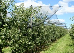 День поля в Уманському НУС