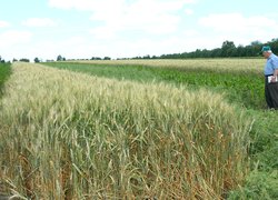 День поля в Уманському НУС