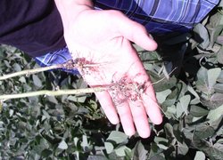 Науково-агрономічна практика