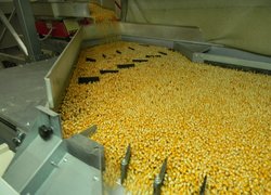 Відкрите практичне заняття зі студентами інженерно-технологічного факультету на ПАТ «Лебединський насінневий завод»