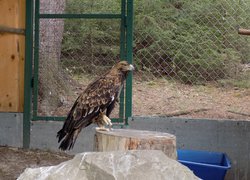 Незабутня подорож у загадковий світ Карпат
