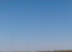 Радують око стрункі лінії майбутніх рядів дерев