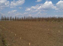 Скоро на цьому місці квітуватиме яблуневий сад