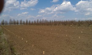Скоро на цьому місці квітуватиме яблуневий сад