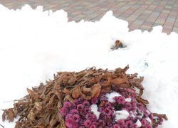 Печаль і мудрість вічної природи