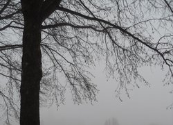 Печаль і мудрість вічної природи