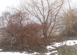 Печаль і мудрість вічної природи