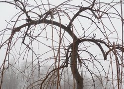 Печаль і мудрість вічної природи