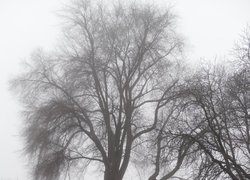 Печаль і мудрість вічної природи