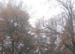 Печаль і мудрість вічної природи
