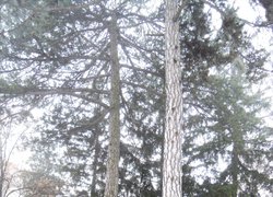 Печаль і мудрість вічної природи