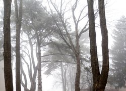 Печаль і мудрість вічної природи