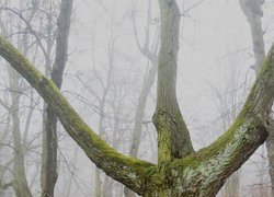 Печаль і мудрість вічної природи